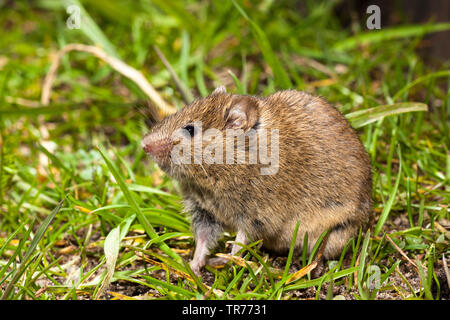 Campagnol des champs (Microtus arvalis), assis dans un pré, Pays-Bas Banque D'Images