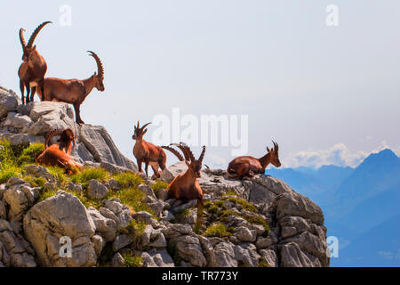 Bouquetin des Alpes (Capra ibex, Capra ibex ibex), groupe de soleil sur éperon rocheux en face de paysages de montagne, la Suisse, l'Alpstein, Saentis Banque D'Images