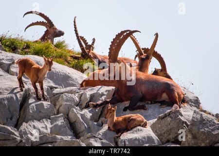 Bouquetin des Alpes (Capra ibex, Capra ibex ibex), groupe de soleil sur éperon rocheux, la Suisse, l'Alpstein, Saentis Banque D'Images