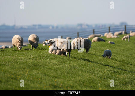 Le mouton domestique (Ovis ammon aries. f), des moutons paissant sur une digue, avec l'agneau de lait, Pays-Bas, Schiermonnikoog Banque D'Images