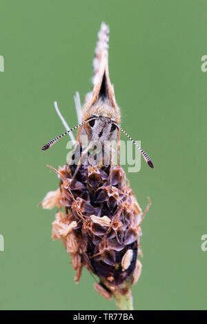 (Pyrgus malvae grizzled skipper), assis sur un plantain, Pays-Bas Banque D'Images