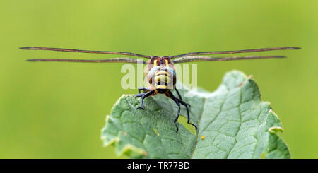 Hairy moindre libellule, libellule velu, poilu, Hawker Hawker Printemps (Brachytron pratense, Brachytron hafniense), assis sur une feuille, Pays-Bas Banque D'Images