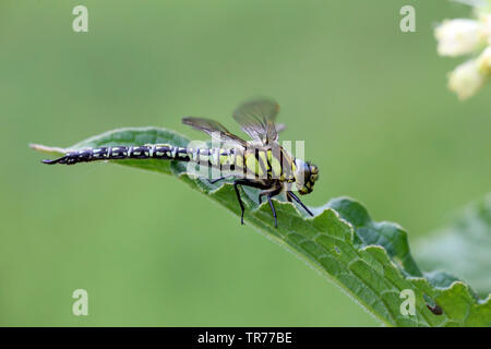 Hairy moindre libellule, libellule velu, poilu, Hawker Hawker Printemps (Brachytron pratense, Brachytron hafniense), assis sur une feuille, Pays-Bas Banque D'Images