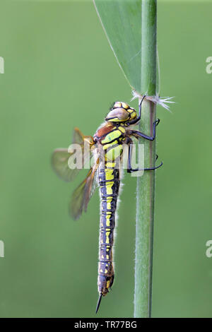 Hairy moindre libellule, libellule velu, poilu, Hawker Hawker Printemps (Brachytron pratense, Brachytron hafniense), assis sur une feuille, Pays-Bas Banque D'Images