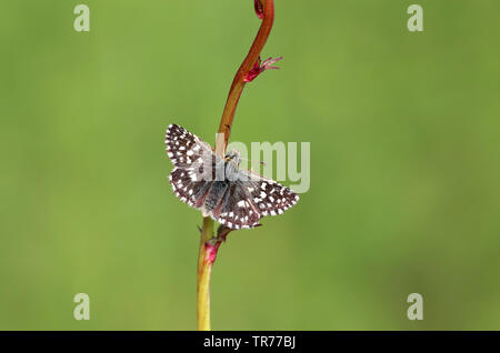 (Pyrgus malvae grizzled skipper), assis sur une pousse, Pays-Bas Banque D'Images