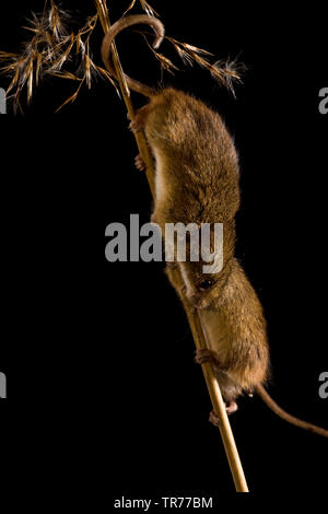 La récolte de l'Ancien Monde (souris Micromys minutus), la souris deux randonnées devant l'autre à la base de l'oreille moyenne, Pays-Bas Banque D'Images