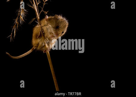 La récolte de l'Ancien Monde (souris Micromys minutus), l'alimentation à la base de l'oreille moyenne, Pays-Bas Banque D'Images