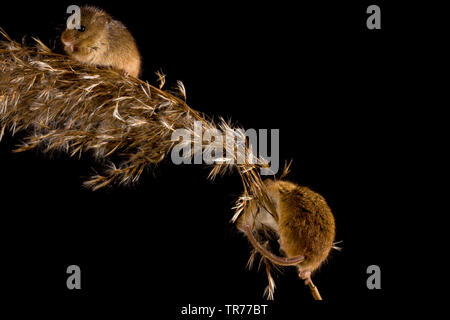 La récolte de l'Ancien Monde (souris Micromys minutus), deux vieux monde des souris de la récolte de l'herbe s'alimenter à une oreille, Pays-Bas Banque D'Images