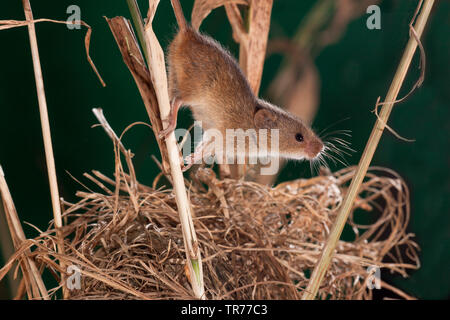 La récolte de l'Ancien Monde (souris Micromys minutus), au nid, Pays-Bas Banque D'Images