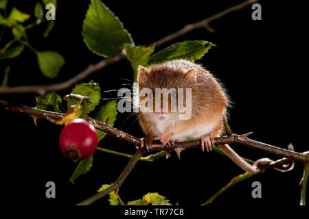 La récolte de l'Ancien Monde (souris Micromys minutus), la recherche de nourriture dans un chien rose bush, Pays-Bas Banque D'Images