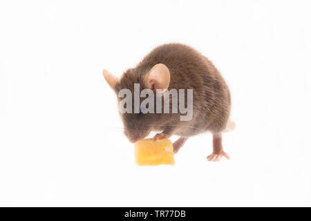 Souris domestique (Mus musculus), manger un morceau de fromage, Pays-Bas Banque D'Images