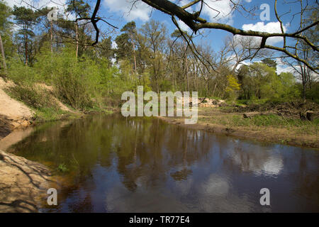 Natur réserver Lutterzand, Pays-Bas, l'Overijssel Banque D'Images
