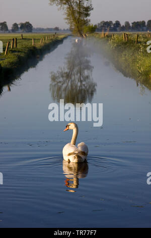 Mute swan (Cygnus olor), sur un fossé dans de Olde Maten, Pays-Bas Banque D'Images