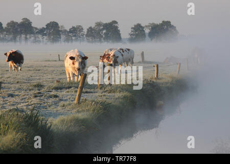 Les bovins domestiques (Bos primigenius f. taurus), les vaches sur un pâturage dans de Olde Maten dans la brume du matin, Pays-Bas Banque D'Images