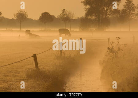 Les bovins domestiques (Bos primigenius f. taurus), les vaches sur un pâturage dans de Olde Maten dans la brume du matin, Pays-Bas Banque D'Images