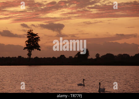 Coucher du soleil dans de Wieden, Pays-Bas, l'Overijssel, Parc National de Weerribben-Wieden Banque D'Images