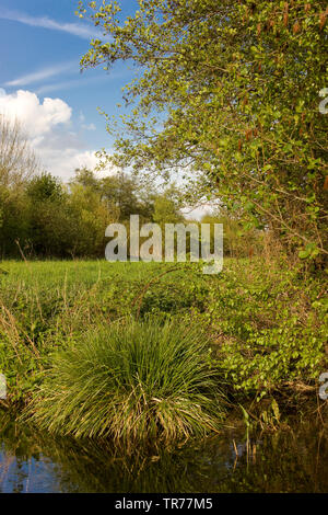 Pour sportifs (Carex panicea), réserve naturelle Olde Maten au printemps, les Pays-Bas, l'Overijssel Banque D'Images