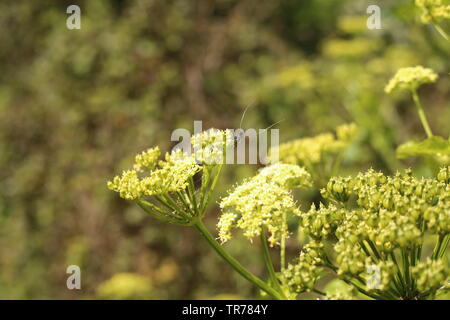 Papillon vert Long-Horn (Adela reaumurella) Terres à l'extrémité de tige de fleurs sauvages. Essex, Angleterre. Banque D'Images