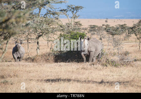 Rhinocéros noir ou parcourir (Diceros bicornis), femme et bien cultivé calf Banque D'Images