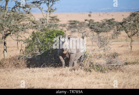 Rhinocéros noir ou parcourir (Diceros bicornis) Banque D'Images