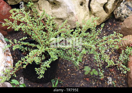 Cotoneaster variegatus dans la conception de la conception de paysage Banque D'Images