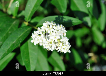 Buxus bush avec des fleurs blanches, l'arrière-plan flou doux brunch Banque D'Images