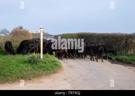 Les vaches étant déplacé le long de la route dans le Devon Banque D'Images