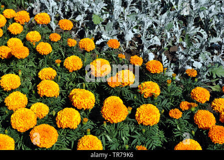 Tagetes erecta tagètes glade jaune et orange fleurs et bourgeons de fleurs, de plus en vue d'en haut Banque D'Images