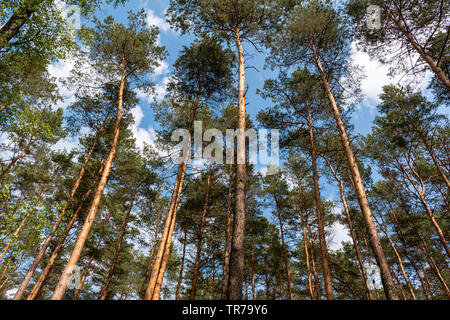 Pin sylvestre, Pinus sylvestris, parfois appelé Pin sylvestre, est un arbre indigène à certaines parties de l'Europe et l'Asie. Vue vers le haut. Banque D'Images