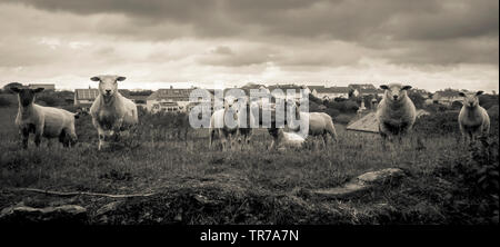 Les moutons se sont réunis sous un ciel d'orage, dans le sud du Devon Banque D'Images