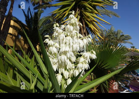 Yucca aloifolia en pleine floraison avec de belles fleurs blanches prises en plein soleil et trouvés en Corralejo Fuerteventura dans les îles Canaries Las Pal Banque D'Images