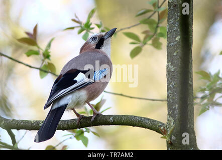 Eurasian Jay (Garrulus glandarius) posant sur une branche vu de profil Banque D'Images