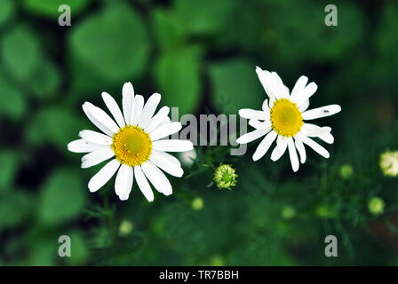 Bellis perennis (pâquerette commune, pelouse ou daisy daisy en anglais) deux fleurs et bourgeons, feuilles vert tendre, l'arrière-plan flou d'ombres floues, vue du dessus Banque D'Images