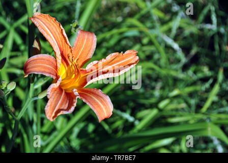 Hemerocallis fulva, l'orange, couleur fauve, fauve ou tigre, fossé d'hémérocalles lily (aussi chemin de fer, route, outhouse, Lily et lavoir lily) bloming rose ... Banque D'Images