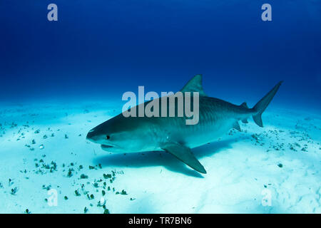 Grande enceinte, requin tigre sur le fond de sable. Plage du tigre, Bahamas Banque D'Images