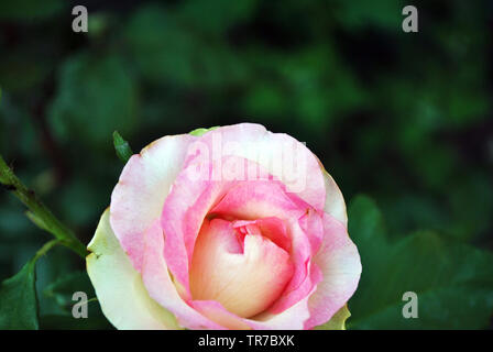 Rose blanche avec centre rose bud floraison vert pétales sur bush, Close up detail, soft arrière-plan flou floue Banque D'Images