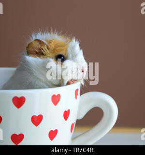 Cochon mignon dans la tasse Banque D'Images