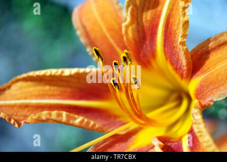 Hemerocallis fulva, l'orange, couleur fauve, fauve ou tigre, fossé d'hémérocalles lily (aussi chemin de fer, route, outhouse, lavoir lily lily) bloming flower Banque D'Images