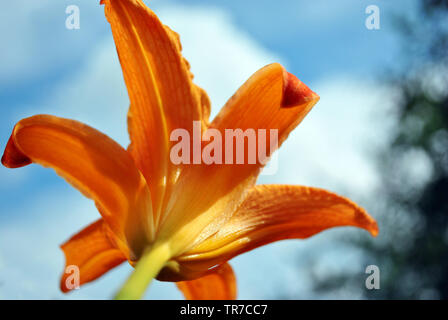 Hemerocallis fulva, l'orange, couleur fauve, fauve ou tigre, fossé d'hémérocalles lily (aussi chemin de fer, route, outhouse, lavoir lily lily) bloming flower Banque D'Images