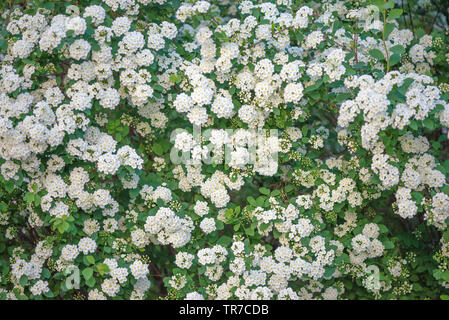 Clôture de la spirée en fleurs vert Wangutta avec des fleurs blanches Banque D'Images