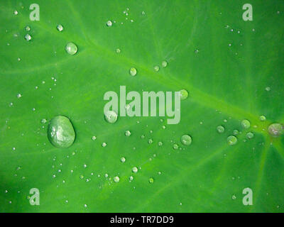 Full Frame close-up de gouttelettes d'eau sur feuille verte (Colocasia esculenta). Banque D'Images