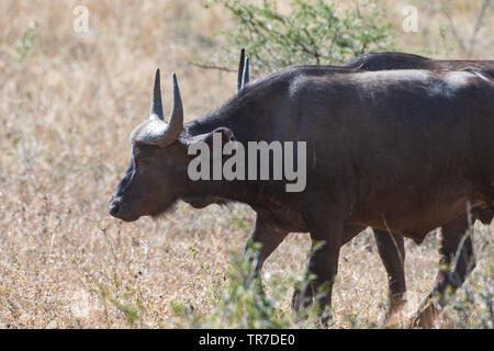 Buffle africain marcher dans l'herbe sèche, Afrique du Sud. Banque D'Images