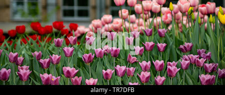 Tulipes lumineuses de couleurs différentes s'épanouissent dans le parc, panorama, l'arrière-plan Banque D'Images