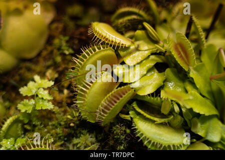 La plus célèbre des plantes carnivores est dionea flytrap Dionaea muscipula dionée ou. Banque D'Images