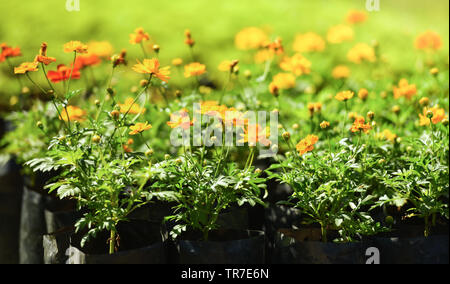 Marigold jaune fleur en pot dans le jardin en fleurs calendula / printemps plantation dans le jour lumineux Banque D'Images