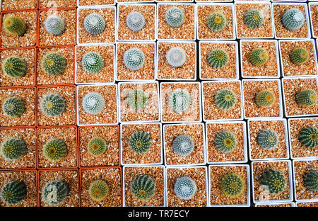 Mini cactus en pot dans le jardin de cactus à effet de l'agriculture agricole pépinière - Vue de dessus Banque D'Images