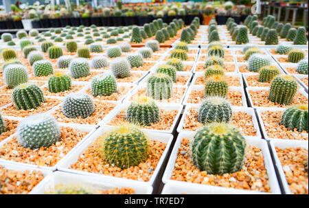 Mini cactus en pot dans le jardin de cactus à effet de l'agriculture agricole Pépinière Banque D'Images