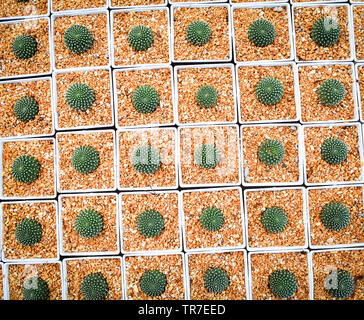 Mini cactus en pot dans le jardin de cactus à effet de l'agriculture agricole pépinière - Vue de dessus Banque D'Images