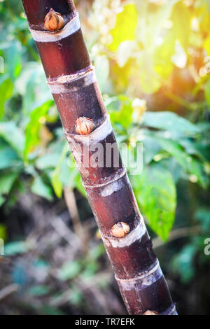 Les tiges de canne à sucre rouges frais plante arbre qui pousse dans le jardin domaine de la canne à sucre Banque D'Images