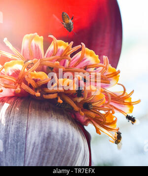 Crayons ou banane fleur bourgeon sur l'arbre avec le pollen d'Abeille INSECTE fruits dans le jardin Banque D'Images